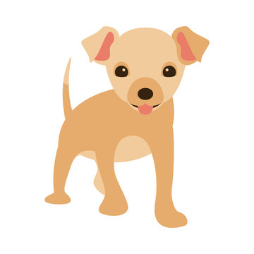  dog puppy vector illustration   flat style  front