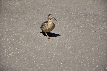 Ducks are medium-sized and small-sized birds with a relatively short neck and Tarsus covered with transverse shields in front.