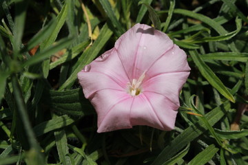 "Cantabrican Morning Glory" flower (or Dwarf Morning Glory, Kantabische Winde) in St. Gallen, Switzerland. Its Latin name is Convolvulus Cantabrica, native to south and east Europe.