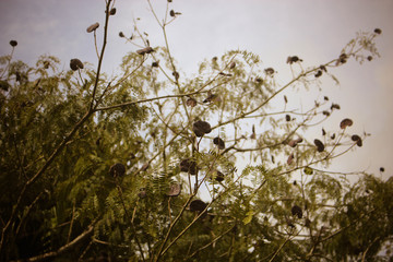 tree