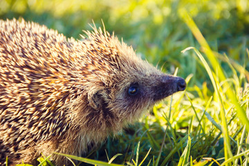 Hedgehog for a walk on the grass