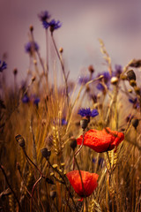 Fototapeta premium poppy