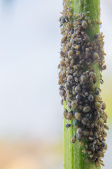 The colony of aphids is eating green plants. Pests in the garden