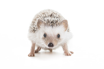 African hedgehog on white background