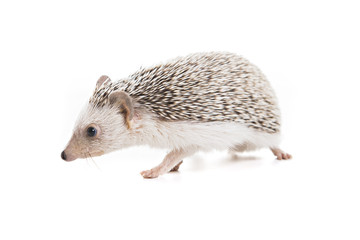 African hedgehog on white background