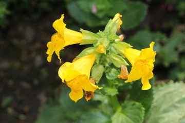 Red spotted yellow "Monkey" flower (or Musk Flower, Blood-drop Emlet) in St. Gallen, Switzerland. Its Latin name is Mimulus Luteus, native to South America.