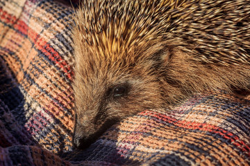 Hedgehog for a walk on the grass