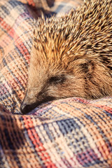 Hedgehog for a walk on the grass