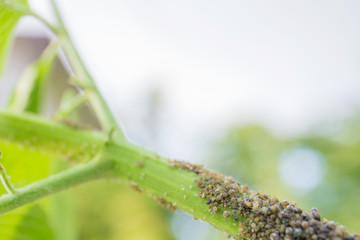 The colony of aphids is eating green plants. Pests in the garden