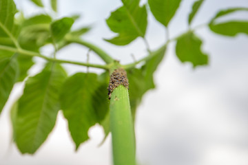 The colony of aphids is eating green plants. Pests in the garden