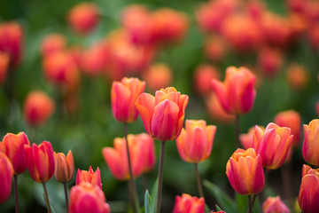 Vibrant red and orange tulips blooming
