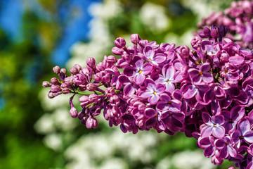 A branch of a violet purple lilac. Shallow depth of field. Selective focus.