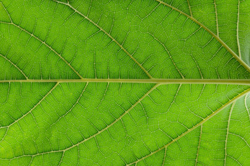 Fototapeta na wymiar green mulberry leaves texture - background