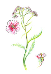 Drawing. Yarrow with pink flowers buds on a long green stem with leaves on a white background. Hand-drawn paper on paper botanical illustration with colored pencils