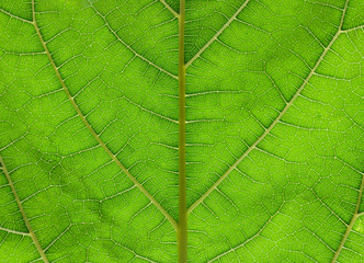 green mulberry leaves texture - background