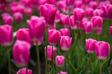 Vibrant blooming tulips