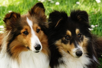 Collies
