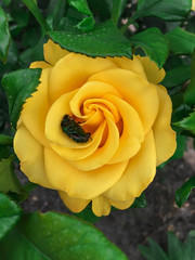 Single complex rose in a garden