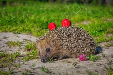 Hedgehog bears strawberries on needles