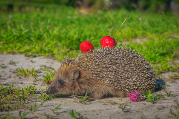 Hedgehog bears strawberries on needles
