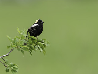 Bobolink Perched on Tree Branch in Spring on Green Background