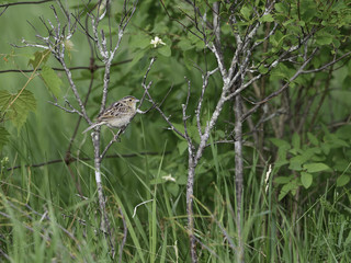 Grasshopper Sparrow (Ammodramus savannarum) in Spring