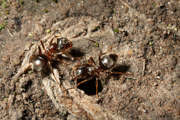 Ants near an anthil.