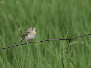 Grasshopper Sparrow (Ammodramus savannarum) in Spring