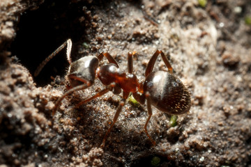 Ants near an anthil.