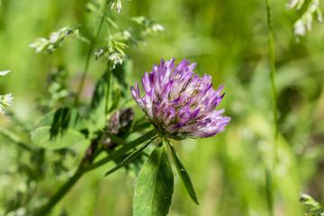 colorful wildflowers growing on the lawn
