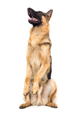shepherd breed stands on its hind legs isolated