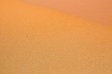 Sandy brown tone background, on the beach at phuket thailand, tropical floor