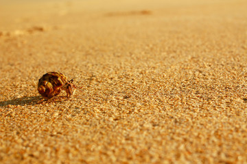 Hermit crab Anomura Coenobita Paguroidea ,Shell letter on the beach background from in Phuket Thailand.Sea creatures, tropical areas