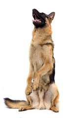 shepherd breed stands on its hind legs isolated