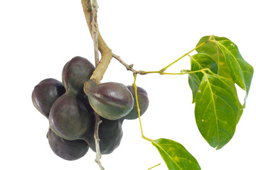 Vegetables in Southern Thailand popular white background, luk nieng, Djenkol bean fruit