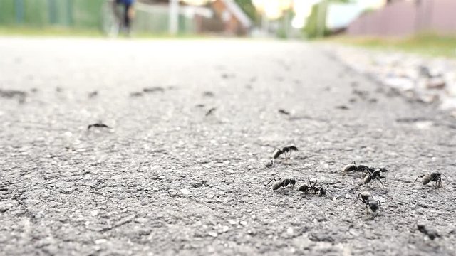 Close-up of ants, macro. A ride on the bicycle. Slow motion