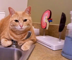 Large Tabby Cat Chilling Out at a Sink (Miraculously!) and Waiting for a Veterinary Appointment,...