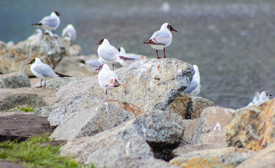 A flock of seagulls on the shore
