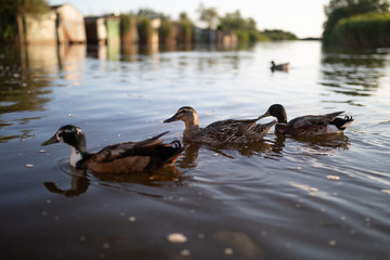 Papere in uno stagno