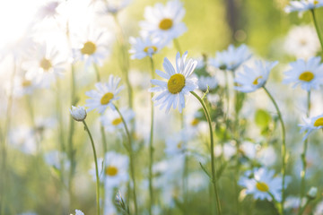 White daisies flowers on sunlight