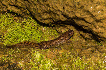 Obraz na płótnie Canvas Seal Salamander (Desmognathus monticola)