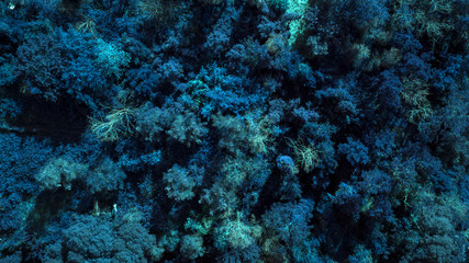Detail of a group of plants, stones and marine algae in the Tyrrhenian Sea. The water is clean and blue and there are no fish.
