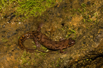Seal Salamander (Desmognathus monticola)