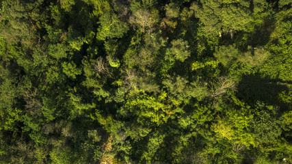 Perpendicular aerial view of a thick forest of trees. The leaves, green with yellow hues, of the plants cover the view of the undergrowth on this beautiful summer day.