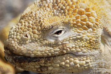 Galapagos land iguana (Conolophus subcristatus) portrait, Urvina Bay, Isabela, Galapagos, Ecuador 