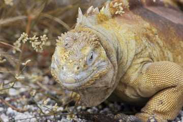 Galapagos land iguana (Conolophus subcristatus) portrait, Urvina Bay, Isabela, Galapagos, Ecuador 