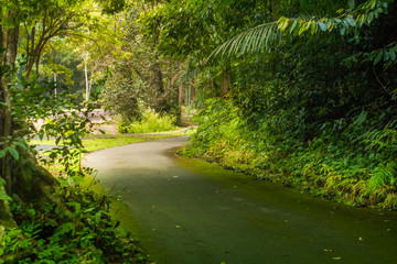 Forest in Phuket, Thailand Tropical zone Southern Tropical zone