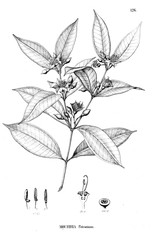 Illustration of plant