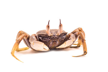 Ghost crab whtite background Ocypode ceratophthalmus from phuket Thailand,Animals, tropical areas.