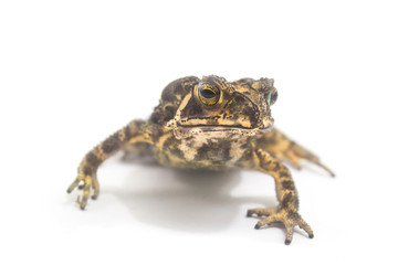 Toad Amphibian White Background form Phuket Thailand,Animals tropical areas.